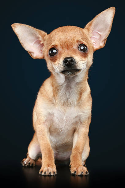 istock Brown scared chihuahua puppy 119782644