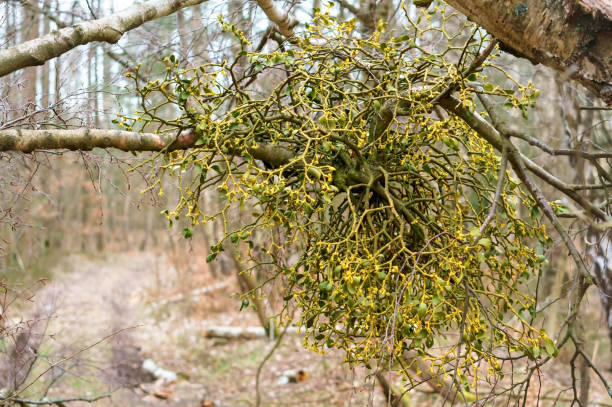 the plant parasite mistletoe bush, mistletoe on a birch - european mistletoe imagens e fotografias de stock