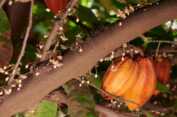 istock Orange color cacao pods 1197829232