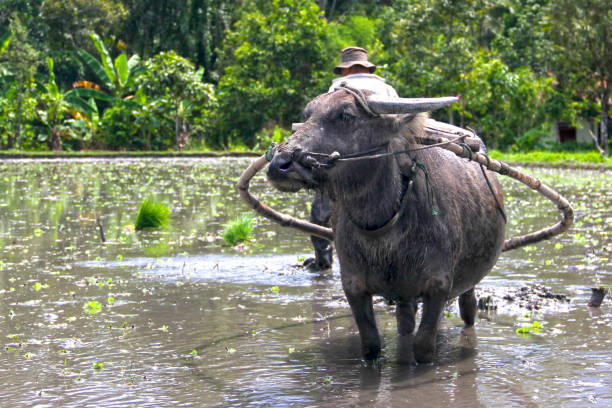 Plough with water buffalo, rice field Asia, heavy work in old tradition
