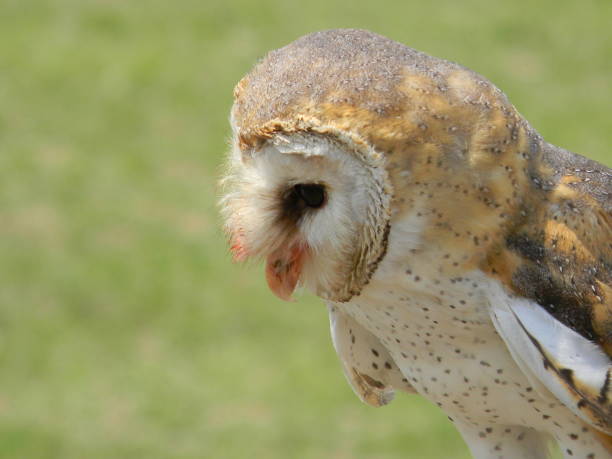 istock South African Birds of Prey 1197832077