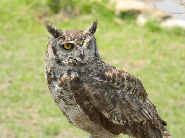istock South African Birds of Prey 1197832184