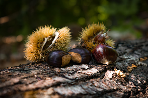 A few chestnuts on a tree trunk in the fall