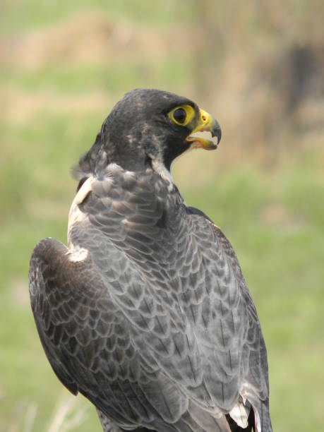 istock South African Birds of Prey 1197833301