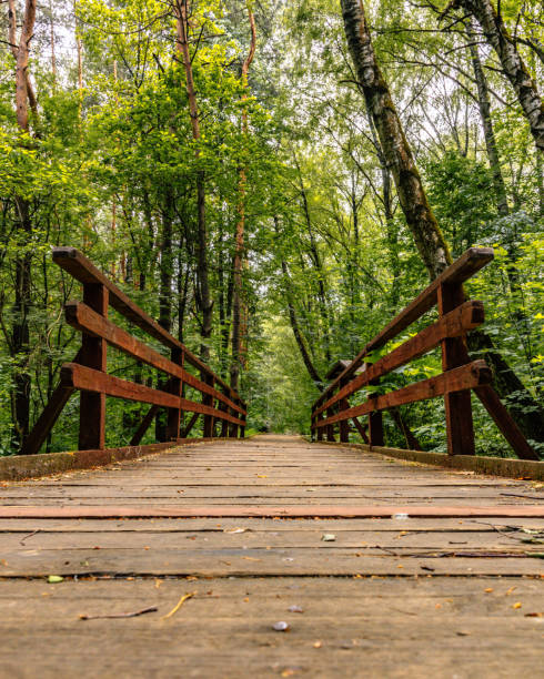 istock Wooden road through a wooden bridge 1197833320