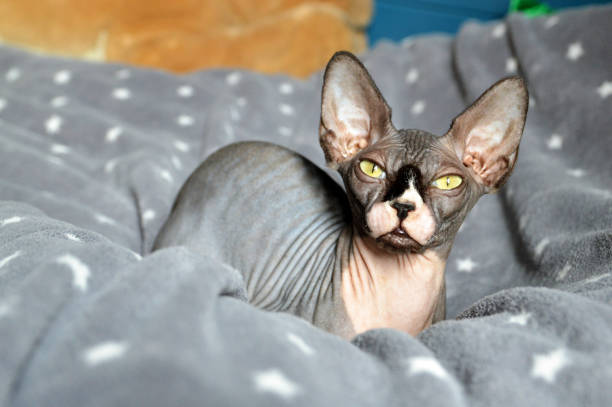 istock beautiful sphynx breed cat 1197833466