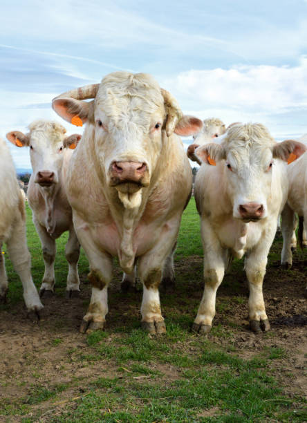 Herd of Charolais cows with bull in a field in the French countryside