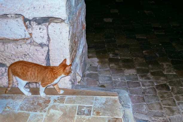 istock Adorable spotted cat walking on street 1197834700