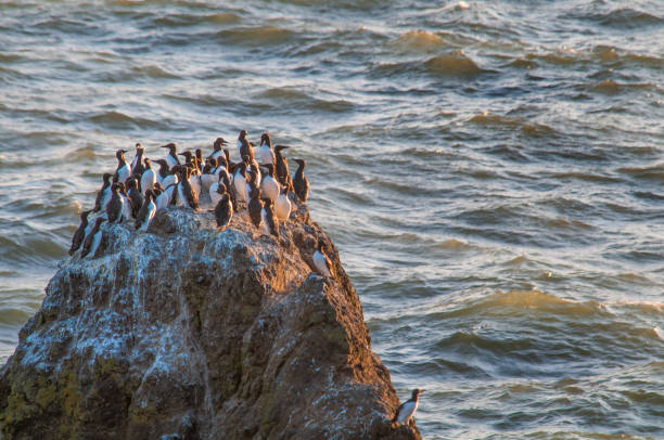 Common Murre Seabirds resting in the evening sunlight on a large rock as the water below tosses