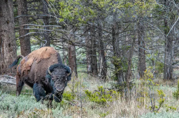 Very intimidating scene of a large bull bison standing in a shrub fir tree forest with its tail erect and looking head on and eye to eye with the viewer