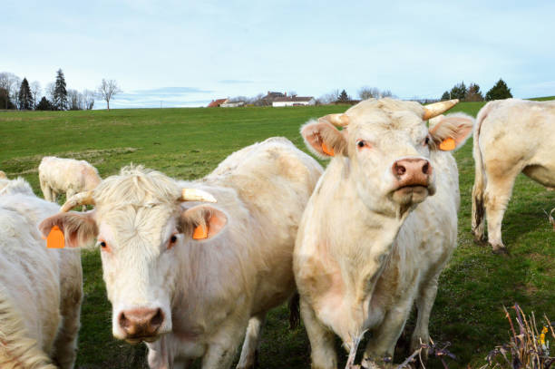 istock Herd of Charolais cows 1197837250
