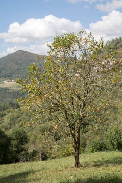 istock Tree in Landscape, Villayon, Asturias 1197837310