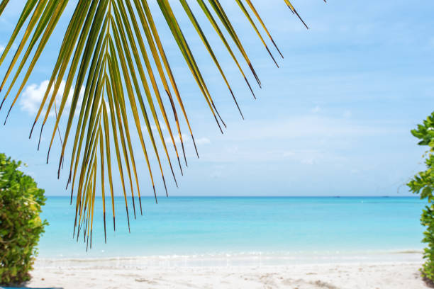 Exotic beach with palm leaves and turquoise sea
