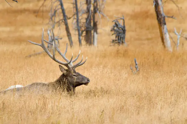 Large Bull Elk laying in and isolated in a field of late golden grasses and old scrub trees