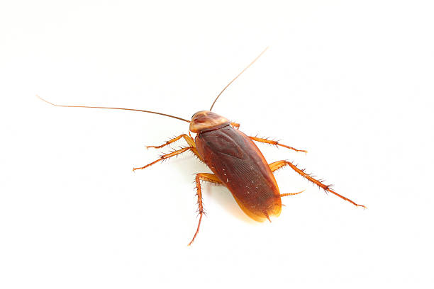 istock Close up of cockroach. 119783827