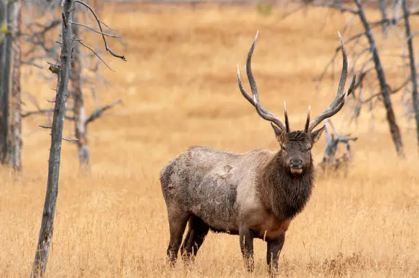 Large Bull Elk staring straight at the viewer with its full antler rack and standing in and isolated in a field of late golden grasses and old scrub trees