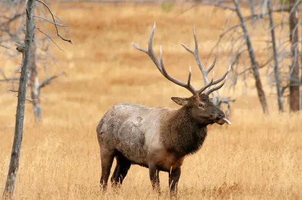 Large Bull Elk with its tongue sticking out while standing in and isolated in a field of late golden grasses and old scrub trees