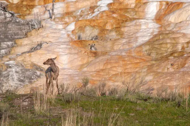 Cow Elk looking off to the side while standing on a hill in front of the beautiful rust colored patterns from Cupid Springs in Yellowstone National Park