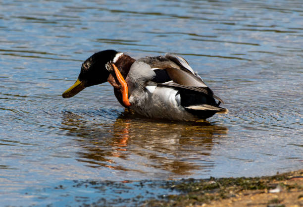 istock A mallard sitting on a lake cleaning its feathers with it's foot 1197838440
