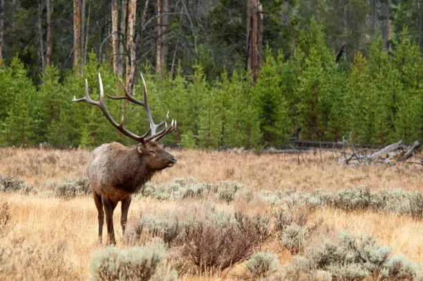 Large Bull Elk with wet fur from the falling rain standing isolated in a field of late golden grasses and sage brush in front of an obscure fir tree forest