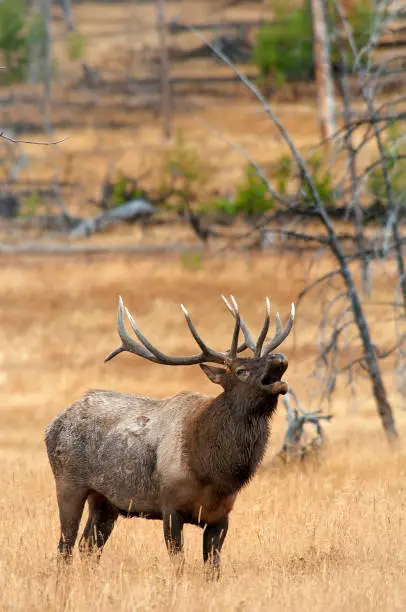 Large Bull Elk Bugling with an open mouth and standning among the fir trees and high desert sage shrubs