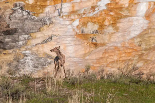 Cow Elk looking off to the side while standing on a hill in front of the beautiful rust colored patterns from Cupid Springs in Yellowstone National Park
