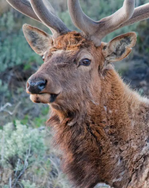 Headshot of a younger bull elk with new velvet covered antlers