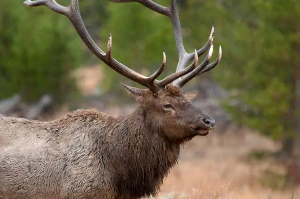 Large Bull Elk with wet fur from the falling rain standing isolated in front of an obscure fir tree forest and golden grasses