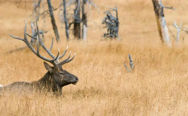 Large Bull Elk with full rack of antlers laying in and isolated in a field of late golden grasses and old scrub trees