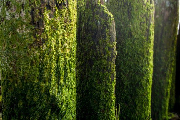 istock Side lit Moss covered rotting wood peer beams 1197838517