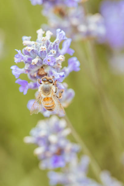 istock Bee in Lavender in Australia 1197838557