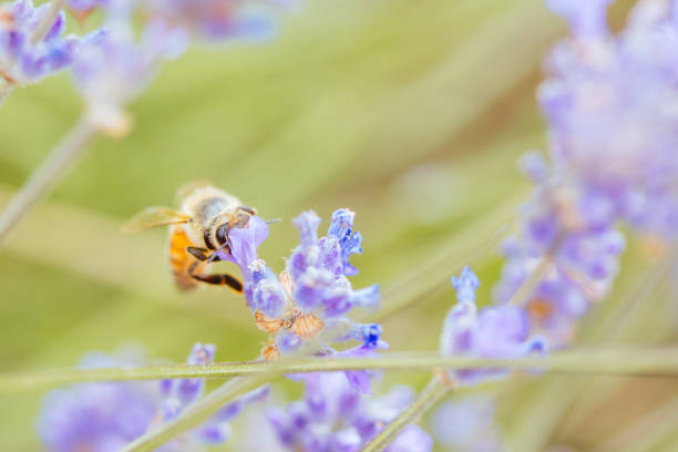 istock Bee in Lavender in Australia 1197838558