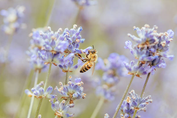 istock Bee in Lavender in Australia 1197838565