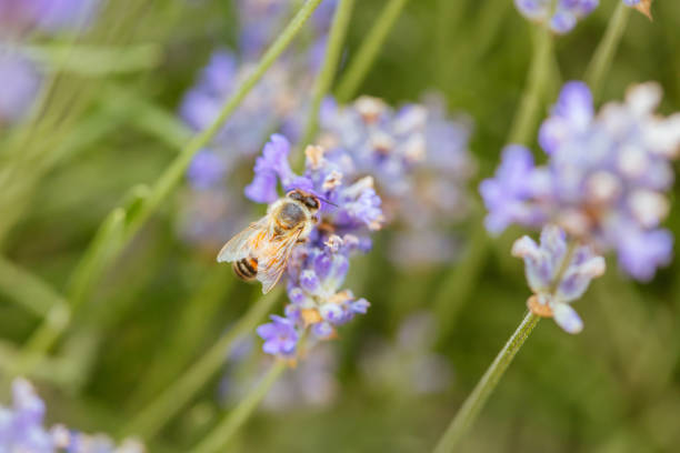 istock Bee in Lavender in Australia 1197838568