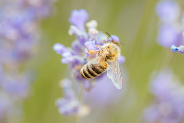 istock Bee in Lavender in Australia 1197838569