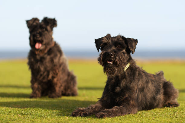 due grandi cani neri giant schnauzer giace sull'erba - giant schnauzer foto e immagini stock