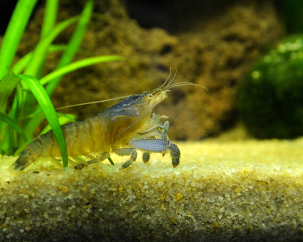 istock vampire shrimp or Gabon shrimp 1197838836