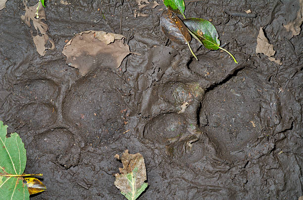 istock Footprints of tiger 119783901