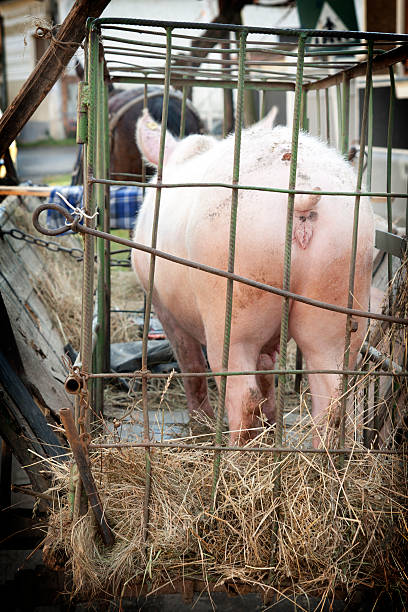 istock Pig for sale 119783994