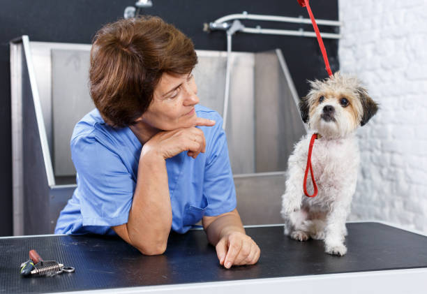istock Female groomer with havanese puppy 1197840049
