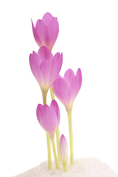 primavera flores-de-rosa sobre branco. - single flower flower crocus bud imagens e fotografias de stock