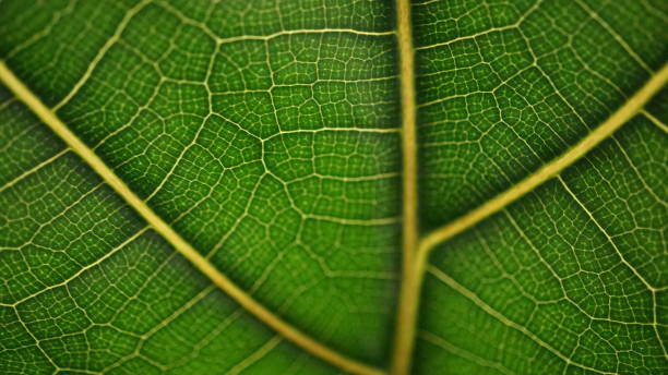 istock Green leaves of a violin fig 1197842451