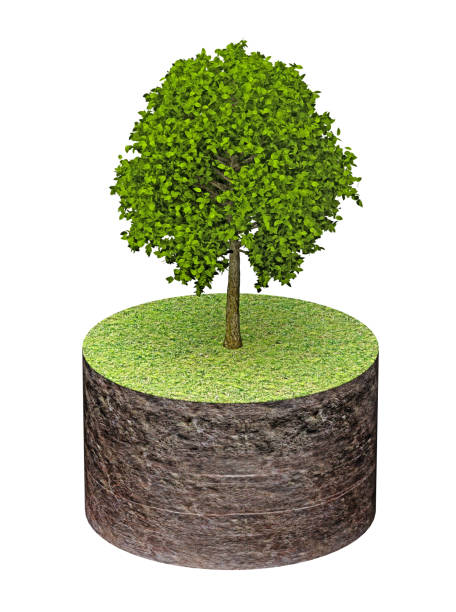 istock tree on piece cylinder of land 1197843846