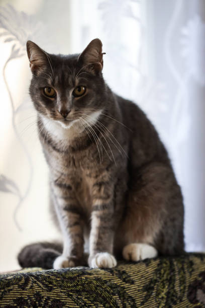 istock Beautiful grey colored cat sitting on old sofa near window with light white color. 1197844619