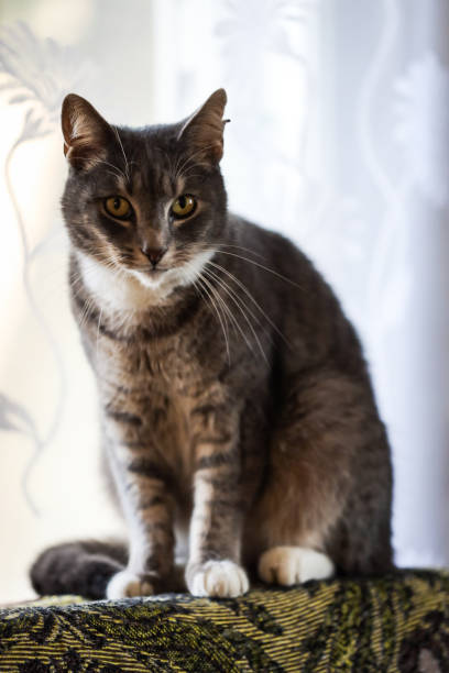 istock Beautiful grey colored cat sitting on old sofa near window with light white color. 1197844620