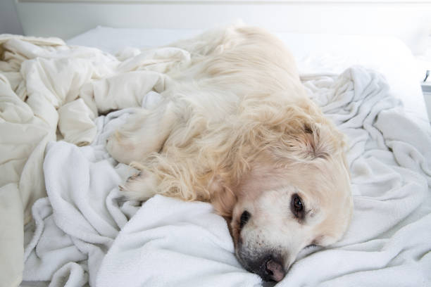 istock Golden Retriever 1197847260