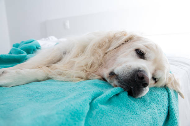 istock Golden Retriever 1197847403