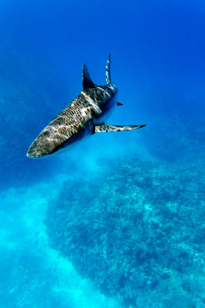 ein grauer hai bewegt sich auf die kamera zu - sand tiger shark stock-fotos und bilder