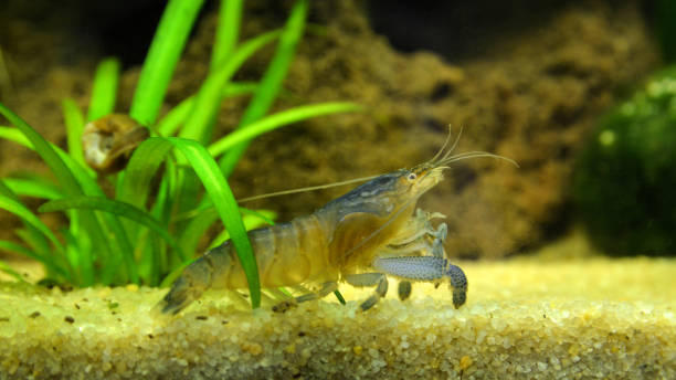 istock vampire shrimp or Gabon shrimp 1197847464