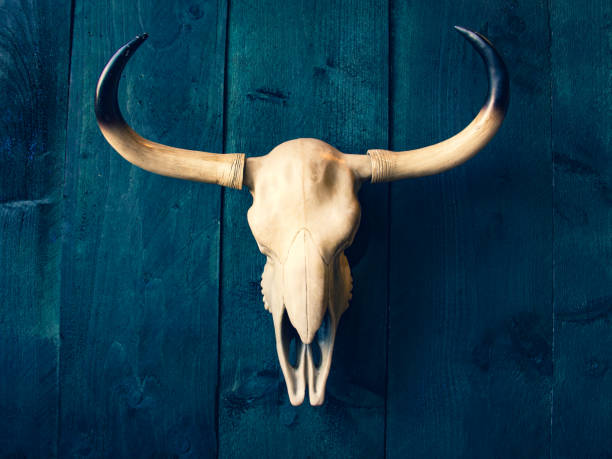 istock Animal buffalo skull, Antlers 1197847536